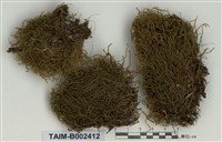 藏品(棉苔屬)的圖片